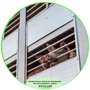 Transporte de Animais Vivos de Curta Duração – Suínos